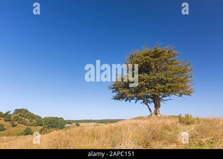 Einsamer gewöhnlicher Weißdorn/Onesehalthorn/einsaitiger Weißdorn/Maythornbaum (Crataegus monogyna) im Sommer auf der Wiese Stockfoto