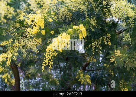 Blühende Akazien farnesayana im Frühling. Akazie farnesayana oder Vachellia oder Mimosa sind die Namen eines kleinen Baumes der Natur. Nahansicht. Stockfoto