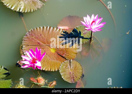 Nahaufnahme des rosafarbenen lotos oder des Wassers lilly (nymphaea) blüht in einem natürlichen Pool auf Bali, Indonesien Stockfoto