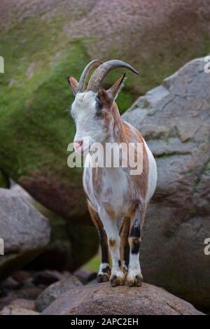 Hausziege (Capra aegagrus hircus) steht auf Felsen im Streichelzoo Stockfoto