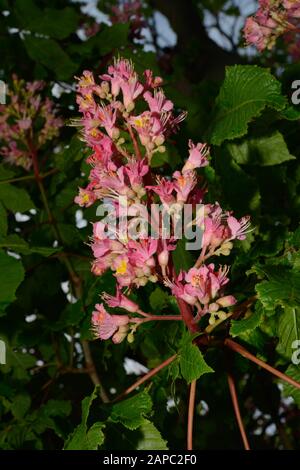 Aesculus × carnea (rote Rosskastanie) ist eine Hybride zwischen Aesculus pavia (roter Buckeye) und Aesculus hippocastanum (Rosskastanie). Stockfoto