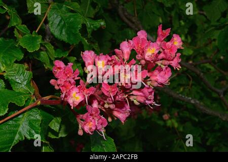 Aesculus × carnea (rote Rosskastanie) ist eine Hybride zwischen Aesculus pavia (roter Buckeye) und Aesculus hippocastanum (Rosskastanie). Stockfoto