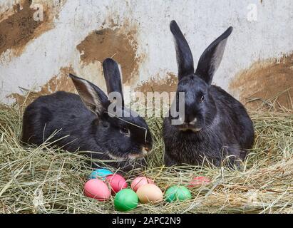 Auf dem landwirtschaftlichen Hintergrund liegen Hasen in der Nähe von Ostereiern Stockfoto