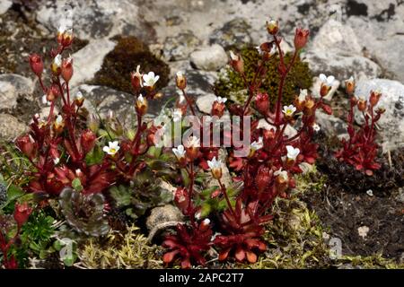Saxifraga tridactylites (rue-leaved saxifrage) ist in Südeuropa heimisch und wächst in trockenen Lebensräumen wie sandigem Grasland und Kalkpflaster. Stockfoto