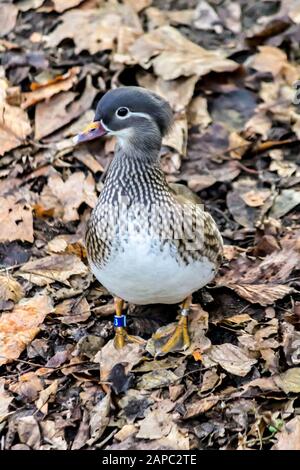 Mandarin-Enten. Weibchen unter einem Baum auf trockenen Blättern. Nahaufnahme. Foto für den Ort über Parks, Vögel, Enten, Tierwelt, Fernost, Kunst Stockfoto