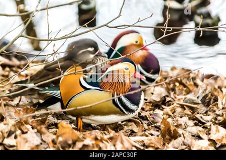 Mandarin-Enten ruhen auf trockenen Blättern. Kanalufer im Park. Foto für den Ort über Vögel, Enten, Fernost, Kunst, Tierwelt. Stockfoto