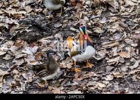 Mandarin-Enten. Männliche und weibliche ruhen auf trockenen Blättern. Nahaufnahme . Foto für den Ort über Vögel, Enten, Tierwelt, Fernost, Kunst Stockfoto
