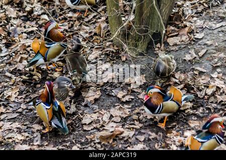 Mandarin-Enten. Mehrere Männchen und Weibchen unterm Baum auf trockenen Blättern. Nahaufnahme . Foto für den Ort über Vögel, Enten, Tierwelt, Fernost, Kunst Stockfoto