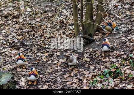 Mandarin-Enten. Mehrere Männchen und Weibchen unterm Baum auf alten Blättern. Nahaufnahme . Foto für den Ort über Vögel, Enten, Tierwelt, Fernost, Kunst Stockfoto