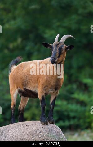 Hausziege (Capra aegagrus hircus) steht auf Felsen im Streichelzoo Stockfoto