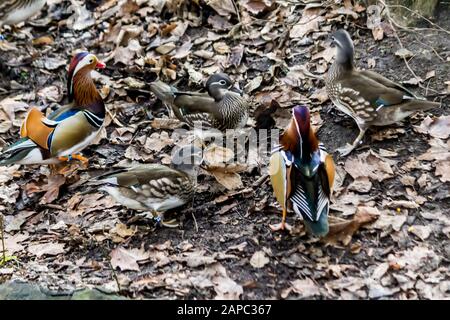 Mandarin-Enten. Drei Weibchen und zwei Männchen auf einem trockenen Blatt. Nahaufnahme . Foto für den Ort über Vögel, Enten, Tierwelt, Fernost, Kunst Stockfoto