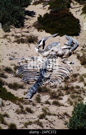 Australien, Skelett eines Humpback-Wals, Seal Bay, Kangaroo Island Stockfoto