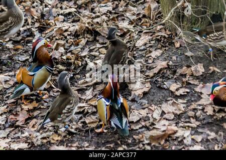 Mandarin-Enten. Drei Weibchen und drei Männchen auf einem trockenen Blatt. Nahaufnahme . Foto für den Ort über Vögel, Enten, Tierwelt, Fernost, Kunst Stockfoto