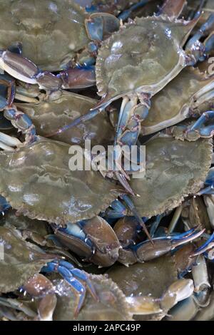 Schwimmkrabben in der Familie Portunidas zum Verkauf auf einem mittelamerikanischen Markt an der Pazifikküste, El Salvador Stockfoto