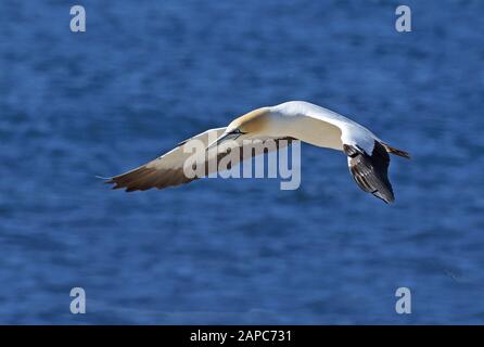 Cape Gannet (Morus Capensis) Erwachsener im Flug Westkappo, Südafrika November Stockfoto