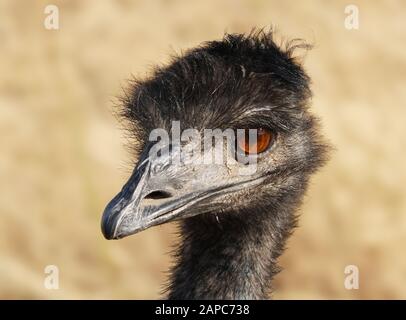 Nahaufnahme eines erwachsenen Emu mit brillanten schillernden, bernsteinfarbenen Augen. Stockfoto