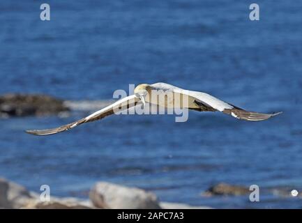 Cape Gannet (Morus Capensis) Erwachsene, die über Brutkolonie fliegen, schmutzig vom Sitzen auf dem westlichen Nest, Südafrika November Stockfoto