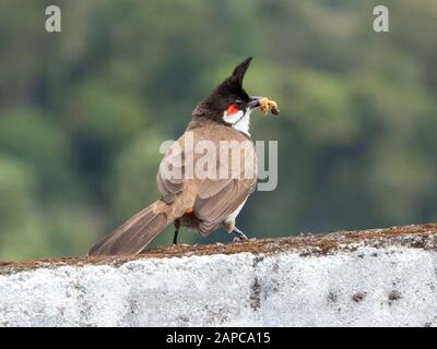 Rot geflüsterter/krebierter Bubul (Pycnonotus jocosus) an der Wand sitzend mit Larve im Schnabel, Kerala, Indien Stockfoto