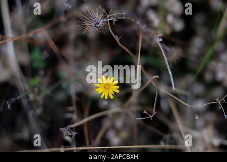 Nahaufnahme der gelben, glatten Weißbartblume. Stockfoto
