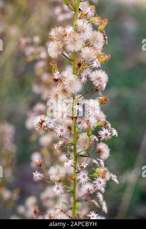 Nahaufnahme der Dittrichia graveolens Blume. Stockfoto