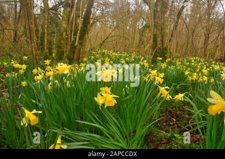 Wilde Narzissen (Narcissus pseudoonarcissus), die in einem alten, kopierten Haselnusswald in Somerset.UK wachsen Stockfoto