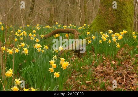 Wilde Narzissen (Narcissus pseudoonarcissus), die in einem alten gehopften Haselwald in Somerset wachsen.Unter einem moosbedeckten Baum.UK Stockfoto