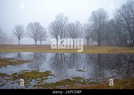 Kaum durch den Nebel sichtbar sind karge Eichen, deren Reflexionen auch in großen Pusteln auf dem Rasen im Cheesequake State Park in Mataw zu sehen sind Stockfoto