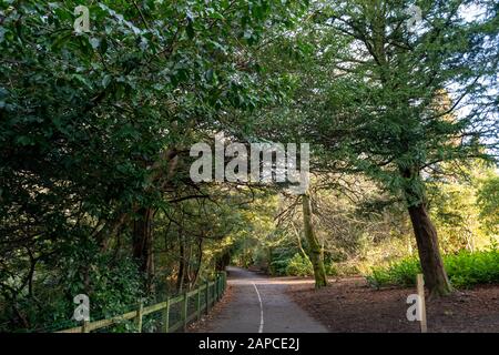 Auf einem Waldspaziergang im Rouken Glen Park, East Renfrewshire, scheint die Sonne durch Stockfoto