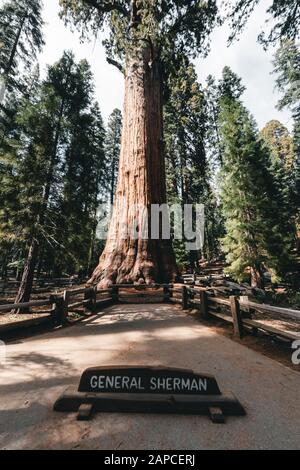 General Sherman ist ein riesiger Sequoia Baum im Riesenwald des Sequoia Nationalparks im US-Bundesstaat Kalifornien. Nach Volumen ist es das Stockfoto