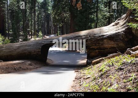 Tunnel Log ist eine bekannte Touristenattraktion im Sequoia National Park im US-Bundesstaat Kalifornien. Tourismus in den USA Stockfoto