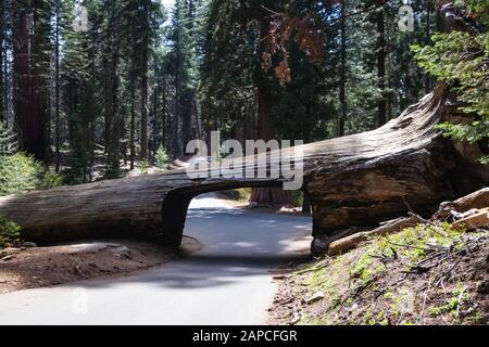 Tunnel Log ist eine bekannte Touristenattraktion im Sequoia National Park im US-Bundesstaat Kalifornien. Tourismus in den USA Stockfoto