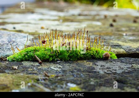 Makro frisches Moos mit Wassertropfen, Flechten und Samen einer Linde an einer Sandsteinwand, selektiver Fokus, Bokeh Stockfoto