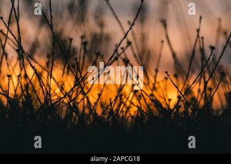 Eine Tapete des Grases auf einer Wiese mit einem orangefarbenen Licht des Sonnenuntergangs im Hintergrund Stockfoto
