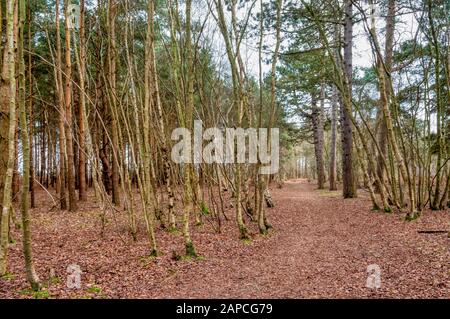 Ein Weg durch Silberbirken und Kiefern bei Wolferton auf dem Sandringham Estate. Stockfoto