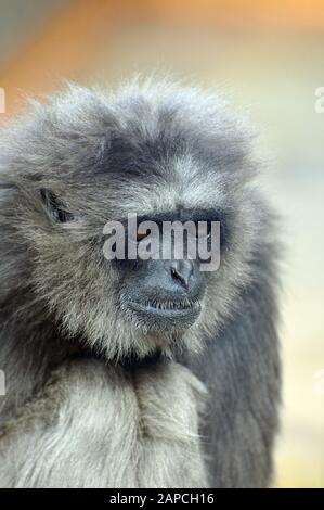 Seidengibbon, Hylobates Moloch, Silbergibbon, Ezust Gibbon Stockfoto