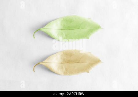 Zwei Blätter für den Frühling und Herbst. Eine frisch und grün, die andere goldgelb und alterungsfreundlich. Hintergrund des Whitepapers. Stockfoto