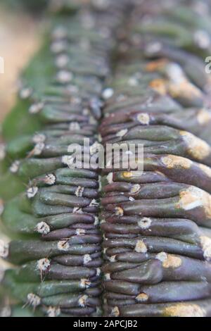 Schöne Kristata saftig wachsen in einem Wüstengarten, Elkhorn, Melange Spruge, Candelabra-Cactus, Dragon-Bones Stockfoto