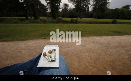 Magische Pilze, die in der Natur in der Stadt Amsterdam verzehrt werden können Stockfoto