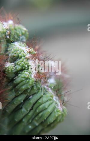 Schöne Kristata saftig wachsen in einem Wüstengarten, Elkhorn, Melange Spruge, Candelabra-Cactus, Dragon-Bones Stockfoto