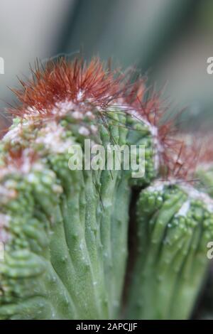 Schöne Kristata saftig wachsen in einem Wüstengarten, Elkhorn, Melange Spruge, Candelabra-Cactus, Dragon-Bones Stockfoto