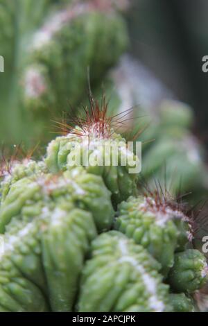 Schöne Kristata saftig wachsen in einem Wüstengarten, Elkhorn, Melange Spruge, Candelabra-Cactus, Dragon-Bones Stockfoto