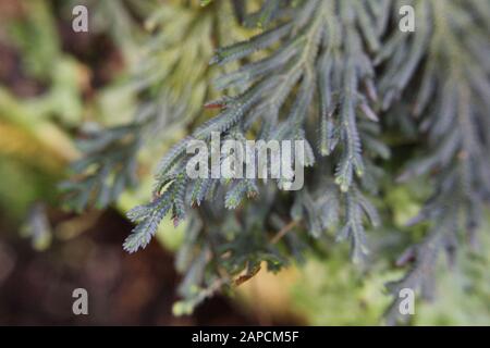 Schöner blauer Phlebodium aureum Farn im Garten wachsend, goldener Polypody, goldener Schlangenfarn, Kohlpalmenfarn, Goldfußfarn, Hase-foot Farn Stockfoto