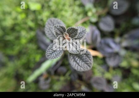 Schöner blauer Phlebodium aureum Farn im Garten wachsend, goldener Polypody, goldener Schlangenfarn, Kohlpalmenfarn, Goldfußfarn, Hase-foot Farn Stockfoto