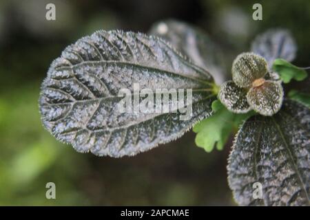 Schöner blauer Phlebodium aureum Farn im Garten wachsend, goldener Polypody, goldener Schlangenfarn, Kohlpalmenfarn, Goldfußfarn, Hase-foot Farn Stockfoto