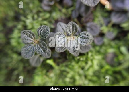 Schöner blauer Phlebodium aureum Farn im Garten wachsend, goldener Polypody, goldener Schlangenfarn, Kohlpalmenfarn, Goldfußfarn, Hase-foot Farn Stockfoto