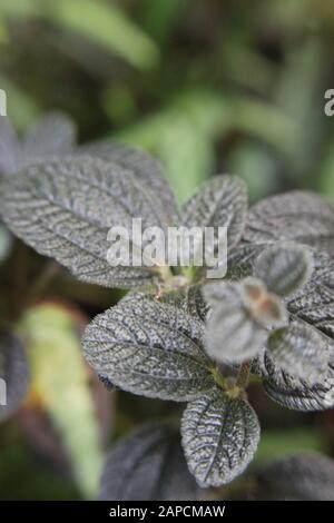 Schöner blauer Phlebodium aureum Farn im Garten wachsend, goldener Polypody, goldener Schlangenfarn, Kohlpalmenfarn, Goldfußfarn, Hase-foot Farn Stockfoto