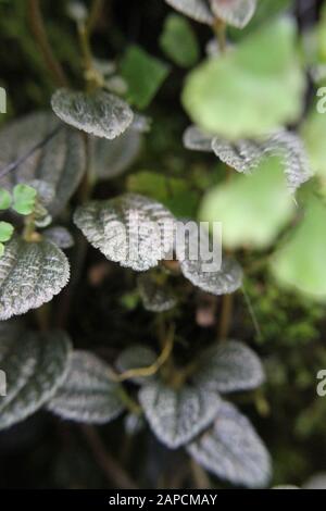 Schöner blauer Phlebodium aureum Farn im Garten wachsend, goldener Polypody, goldener Schlangenfarn, Kohlpalmenfarn, Goldfußfarn, Hase-foot Farn Stockfoto