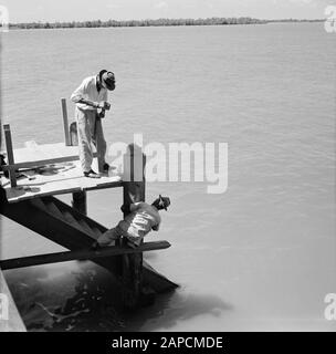 Niederländische Antillen und Suriname zum Zeitpunkt des königlichen Besuchs von Königin Juliana und Prinz Bernhard im Jahr 1955 Beschreibung: Bootsanleger in Paramaribo Datum: 1. Oktober 1955 Standort: Paramaribo, Suriname Schlüsselwörter: Arbeiter, Flüsse, Gerüste Stockfoto