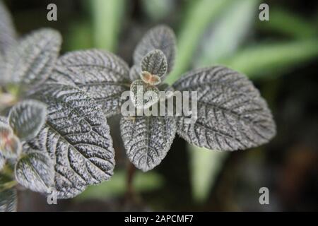 Schöner blauer Phlebodium aureum Farn im Garten wachsend, goldener Polypody, goldener Schlangenfarn, Kohlpalmenfarn, Goldfußfarn, Hase-foot Farn Stockfoto