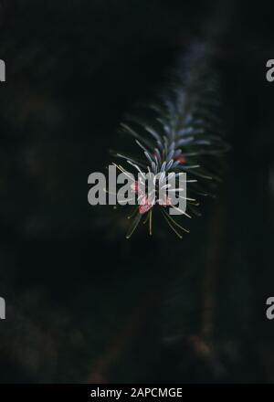 Zweig eines Tannenbaums mit dunklem Hintergrund Stockfoto